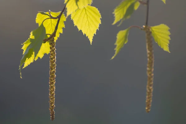 Feuilles Fraîches Boucles Oreilles Bouleau Sur Une Branche Arbre Printemps — Photo