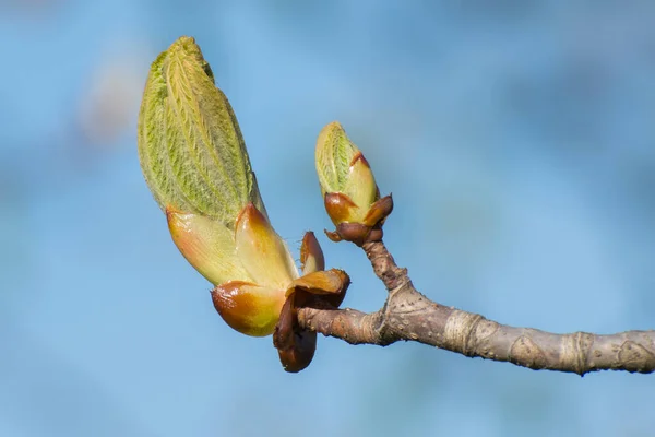 Bourgeon Châtaignier Gros Plan Sur Fond Flou Marronnier Fleurs Aesculus — Photo