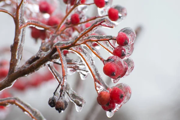 Ice Covered Branches Rowan Icicles Close Icing Trees Winter Day — Stock Fotó