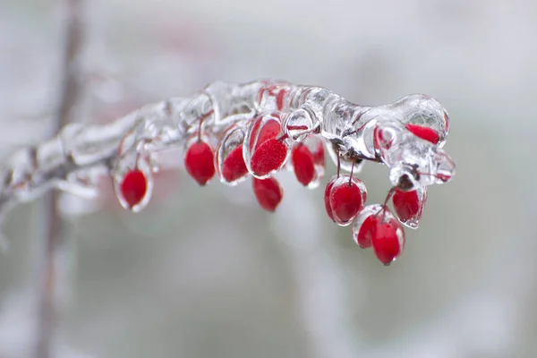 Ice Covered Red Berries Barberry Icicles Close Icing Trees Bushes — стоковое фото