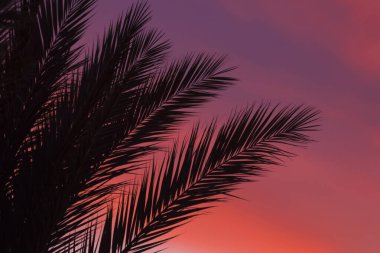Tropikal palmiye yapraklarının silueti gün batımında ya da gün doğumunda. Tropikal bir ülkeye tatile gitme fikri. Uzayı kopyala Odaklanmamış fotoğraf.