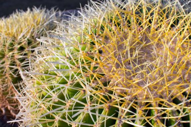 Arkaplan olarak yeşil dikenli kaktüsün (echinocactus grusonii) tepesi. Üst Manzara, dikenlerin fotoğrafını kapat.