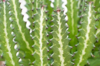 Yeşil dikenli kaktüsün arka planı. Yeşil bir evde kaktüs, sera.