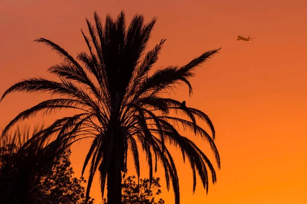 Silhouette Einer Tropischen Palme Und Eines Flugzeugs Bei Sonnenuntergang Oder — Stockfoto
