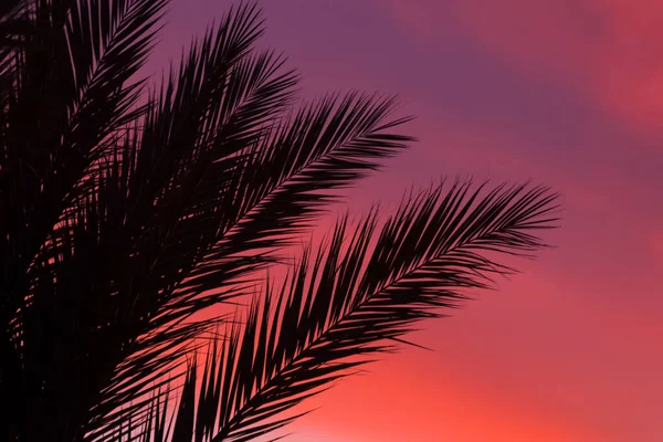 Silhouette Tropischer Palmenblätter Bei Sonnenuntergang Oder Sonnenaufgang Das Konzept Den — Stockfoto