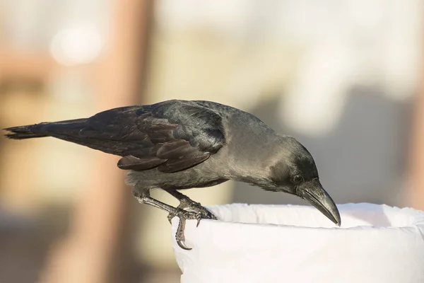 Pájaro Hambriento Tiene Sobras Comida Cubo Basura Retrato Cerca Cuervo —  Fotos de Stock