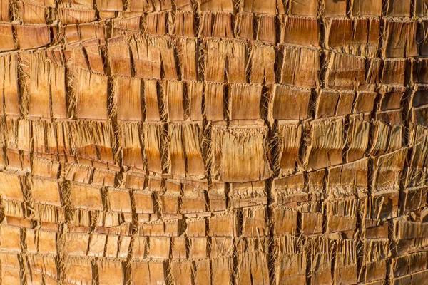 Textura Tronco Palmeira Tropical Washingtonia Close — Fotografia de Stock