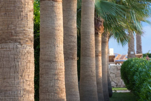 Stämme Tropischer Palmen Nahaufnahme Schöne Sicht Auf Das Resort — Stockfoto