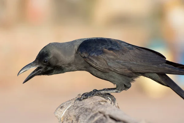Crow Screaming Branch Close Portrait Raven Side View — Stock Photo, Image