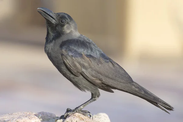 Krage Fugl Sidder Sten Nærbillede Ravn Sidevisning - Stock-foto