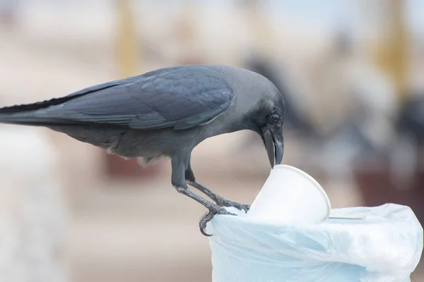 Cuervo Tratando Sacar Una Taza Desechable Plástico Bote Basura Retrato —  Fotos de Stock