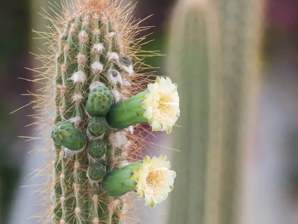 荆棘茎上的绿色仙人掌花 Stenocereus Thurberi — 图库照片