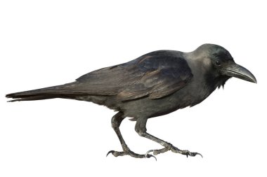 Siyah karga beyaz arka planda izole edilir. Akıllı kuş kameraya bakar..