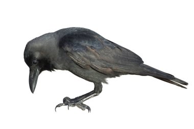 Genç kuzgun beyaz bir arka planda izole edilmiş. Kuzgun avını gagalar. Karganın yakın plan portresi. Yan görünüm.