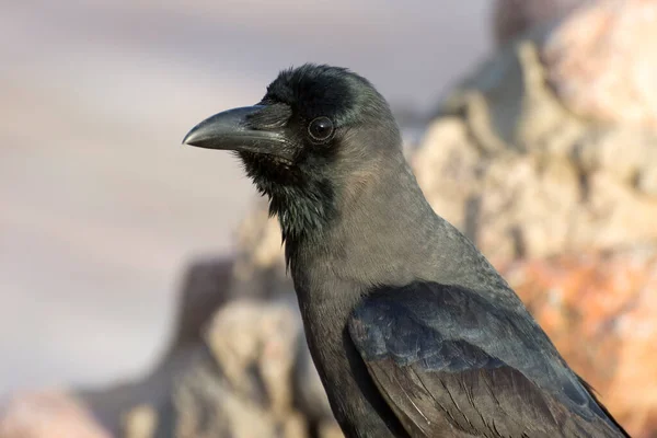 Black Raven Blurred Background Raven Pecks Its Prey Close Portrait — Stock Photo, Image