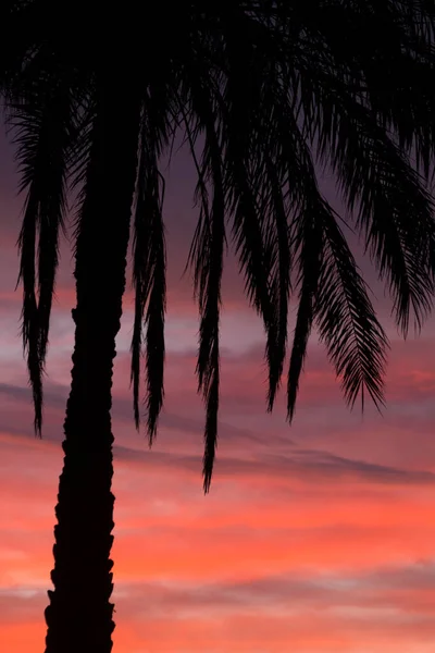 Silhouette Einer Tropischen Palme Auf Dem Hintergrund Des Sonnenaufgangs Feuerhimmel — Stockfoto