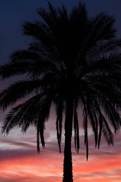 Silhouette Einer Tropischen Palme Bei Sonnenuntergang Oder Sonnenaufgang Das Konzept — Stockfoto