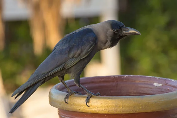 Crow sits on a trash can. Close-up portrait of bird. Side view.