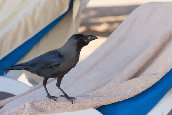 Cuervo Negro Una Tumbona Los Pájaros Roban Comida Playa —  Fotos de Stock