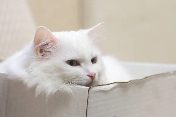 Witte Kat Een Doos Kat Turkse Angora Verbergen Doos — Stockfoto