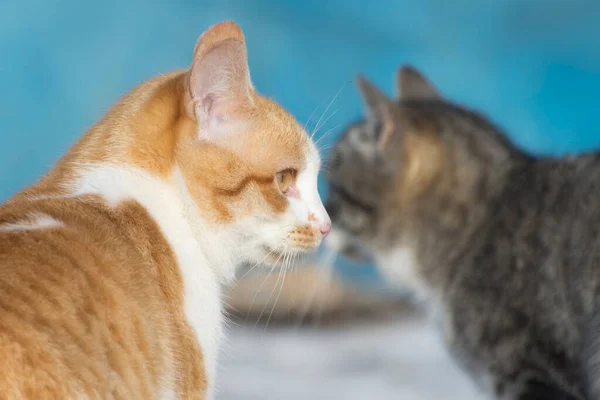 Verdwaalde Katten Kijken Elkaar Aan Portret Van Een Rode Kat — Stockfoto