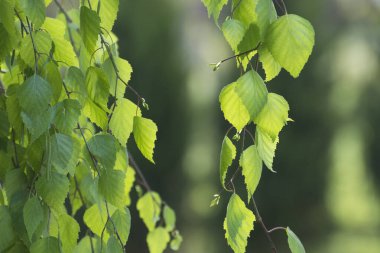 İlkbaharda huş dalları ve taze yapraklar. Bulanık arkaplan, seçici odak.