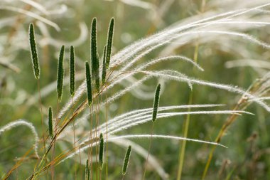 Tüy otu (Stipa pennata) ve Timothy otu (Phleum pratense L.) bozkırda.. 