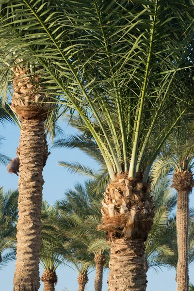 Tropische Palmen Ufer Schöner Hintergrund Von Palmblättern — Stockfoto