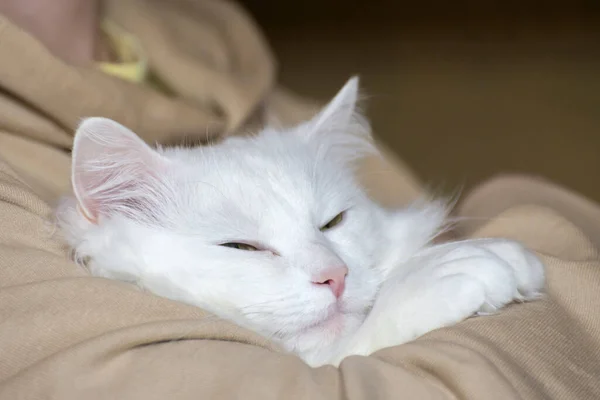 Sonhos Gato Branco Angorá Turco Cuidar Animais Estimação — Fotografia de Stock