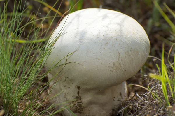 生长在草地上的巨大的圆球 Calvatia Naqutea — 图库照片