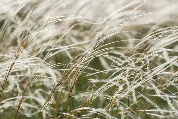 Перьевая Трава Stipa Pennata Цветет Степном Лугу Завод Фон Селективный — стоковое фото