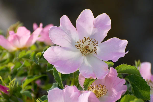 Róża Lub Psia Róża Kwitnie Duży Dziki Kwiat Róży Miękkie — Zdjęcie stockowe