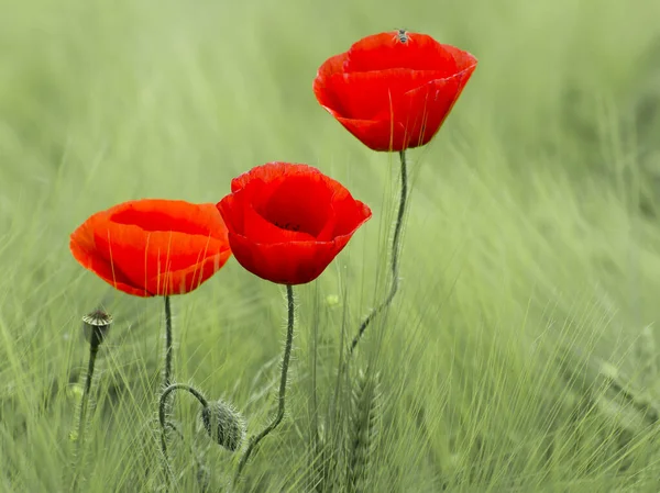 Κόκκινα Άνθη Παπαρούνας Papaver Rhoeas Και Κεφάλια Σπόρους Φόντο Σιταριού — Φωτογραφία Αρχείου