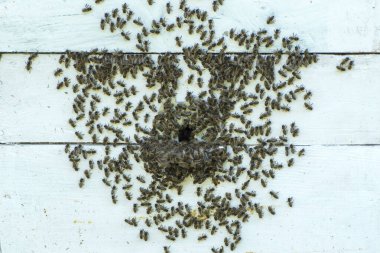 Çentiklerin yakınındaki kovan duvarında bir sürü arı var. Arılarda arı yetiştiriyor. Seçici odak.