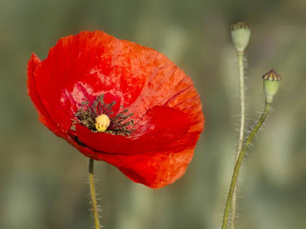 Flores Rojas Silvestres Campo Verano Primer Plano Amapolas Florecientes Ramo — Foto de Stock