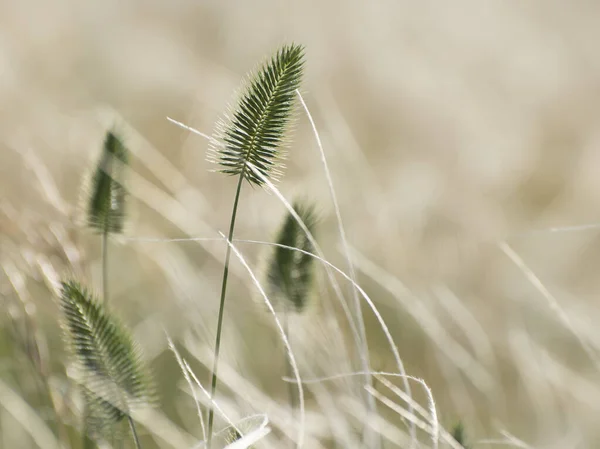 Степи Расцветает Инвазивная Пшеничная Трава Агропирон Кристалл — стоковое фото