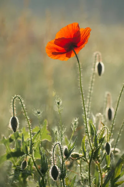 Röda Blommor Ängen Närbild Blommande Vallmo Papaver Somniferum Blommor Suddig — Stockfoto