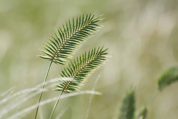 Агропирон Кристалл Известный Инвазивный Пшеничный Трава Цветет Степи — стоковое фото