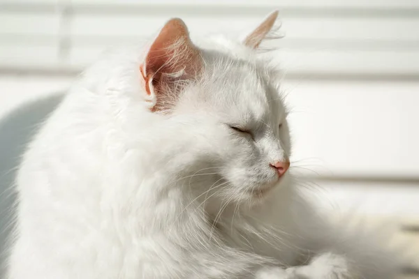 Προσωπογραφία Λευκής Τούρκικης Γάτας Ανγκορά Χνουδωτή Γάτα Ξεκουράζεται — Φωτογραφία Αρχείου