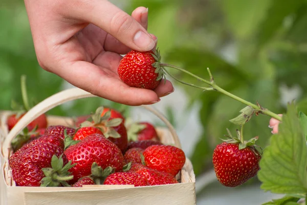 在农田里采摘成熟的草莓 女人在篮子里放新鲜草莓 夏天草莓收获 图库照片