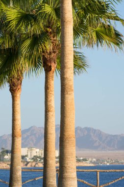 Sharm El Sheikh, Mısır - 12 Ocak 2022: Tropik bir tatil köyünün güzel deniz manzarası. Ön planda palmiye ağacı, arka planda Sina Dağı..
