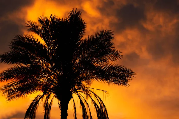 Tropische Palme Auf Dramatischem Blutigem Feuerhimmel Fantastischer Goldener Sonnenuntergang Hintergrund — Stockfoto