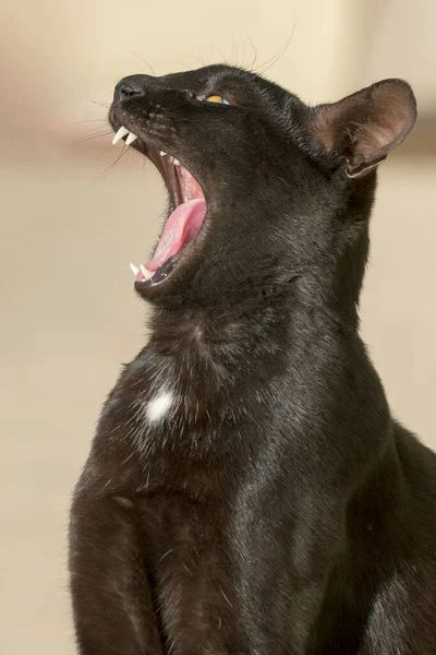 Gato Preto Boceja Animais Estimação Engraçados — Fotografia de Stock