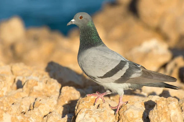 Wilde Taube Columba Livia Sitzt Auf Einem Felsen Taube Freier — Stockfoto