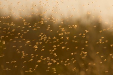 Odaklanma değil, odaklanmış fotoğraf. Bir sivrisinek sürüsü (chironomids) yazın tundrada havada uçar.. 