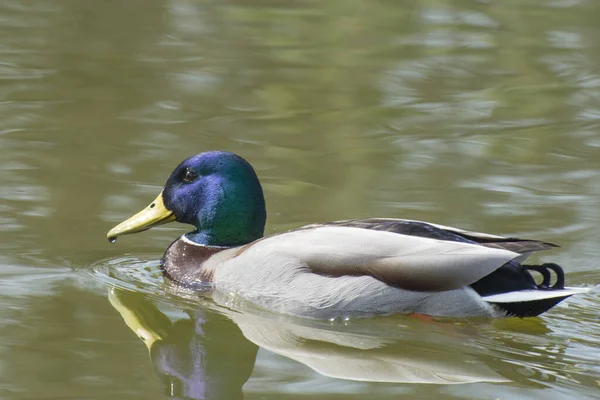Duck Drake Floats Pond Birds City Park — Foto de Stock