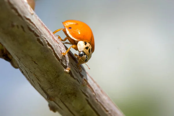 Seven Spotted Ladybird Coccinella Septempunctata Orange Body Sitting Tree Branch — Zdjęcie stockowe