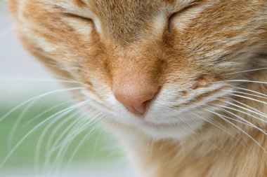 Kızıl kızıl kedi. Burun, dudaklar, bıyık, kürk ve kapalı gözler..