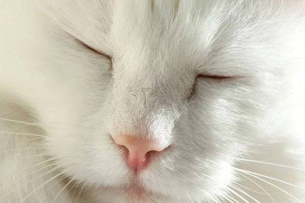 The angora cat is sleeping. The face of a white cat close-up.