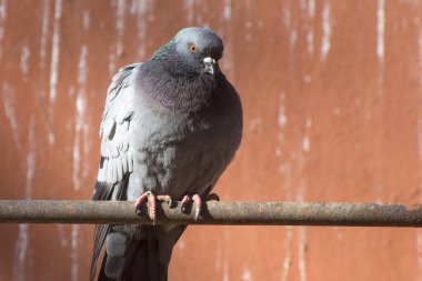 Güvercin bir tünekte oturur..